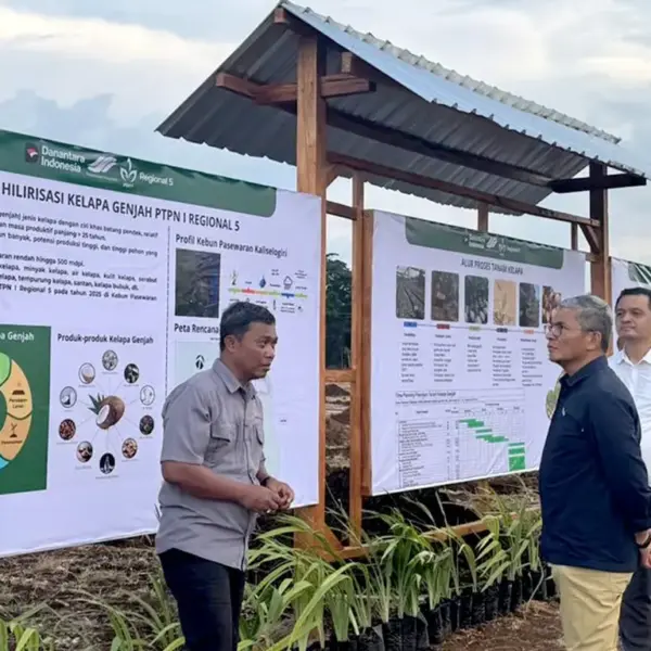 PTPN I Dorong Hilirisasi Perkebunan Lewat Demplot Kelapa Genjah di Banyuwangi