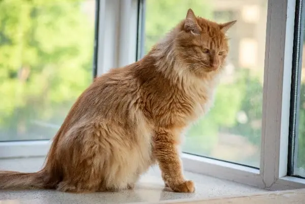 10 Jenis Kucing Besar yang Bisa Dipelihara di Rumah